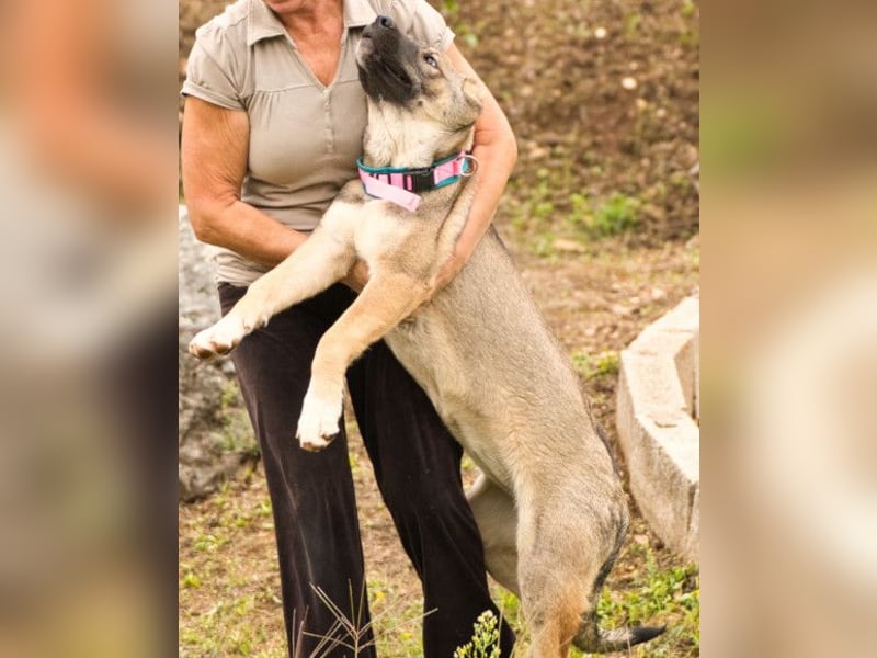 LOTTIE❤️HSH-Mix-Hündin: eine wahre Frohnatur und treue Begleiterin