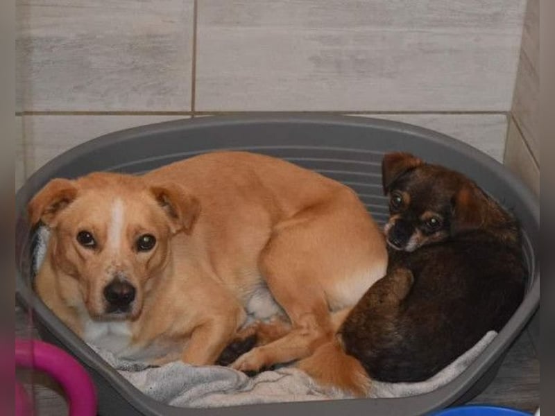 Kika & Max ❤️ liebevolles Zuhause gesucht
