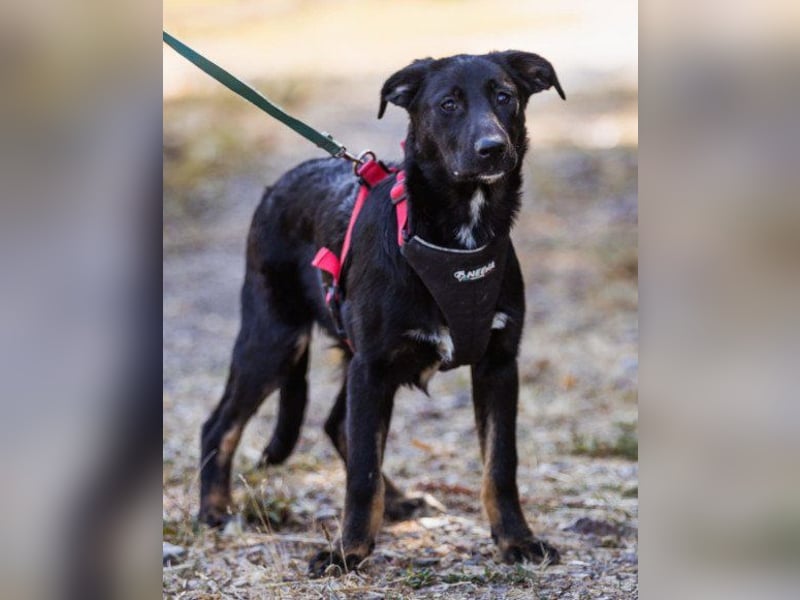 Große ♥ Dora ♥ großer Fellschatz auf 4 Pfoten