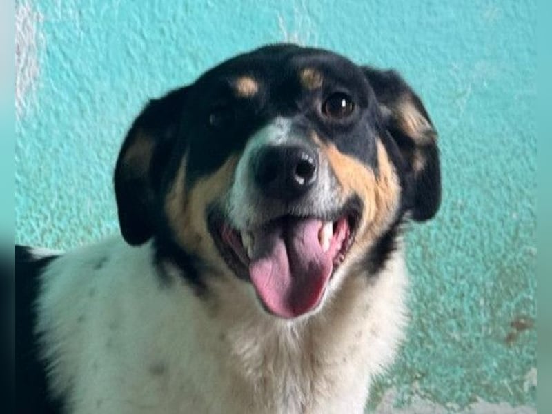 Milly ❤️ liebe, sanfte Hündin sucht dich!