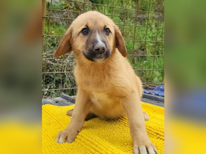 Welpenschnute ♥ Tilda ♥ pure Lebensfreude