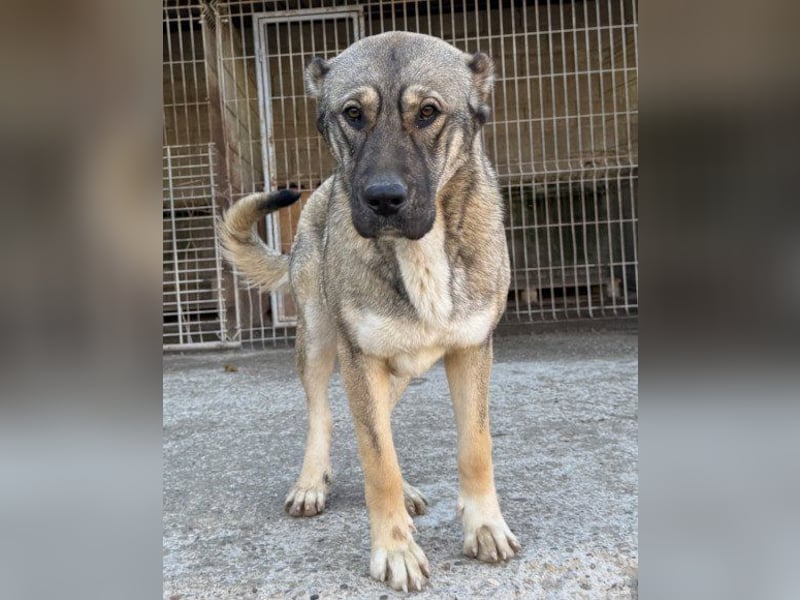 LILY❤️HSH-Mix-Hündin: eine echte Herzensbrecherin & sanfte Seele