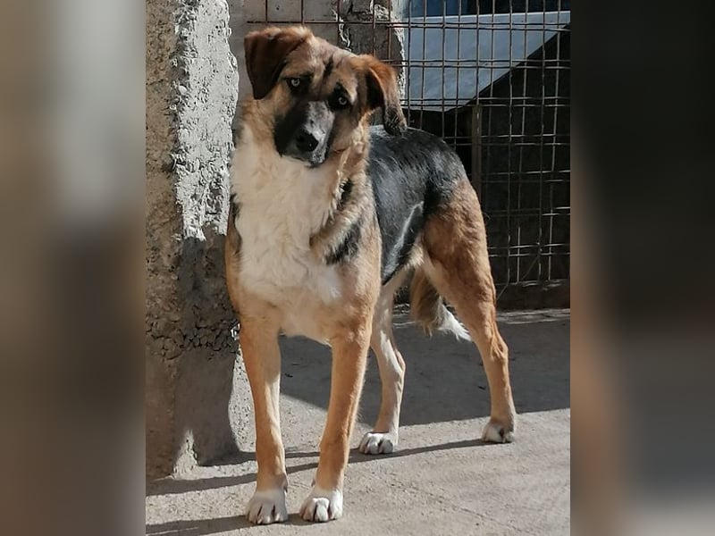 KORA❤️sanfte Seele sucht sehnsüchtig ein liebevolles Zuhause & Geborgenheit