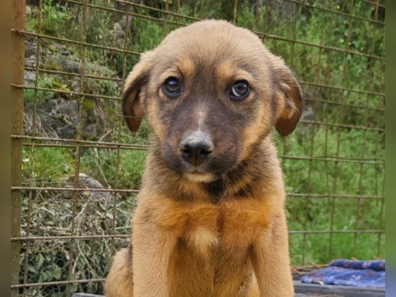 ♥Fina♥ süßes Welpenherz sucht ihr Zuhause