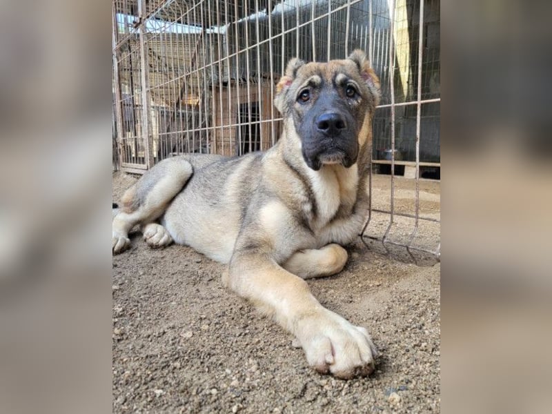 LOTTIE❤️HSH-Mix-Hündin: eine wahre Frohnatur und treue Begleiterin