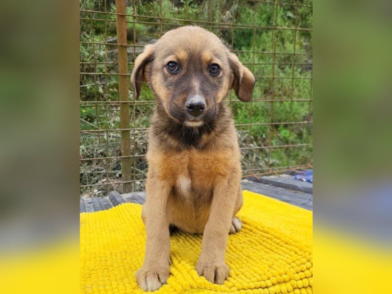 ♥Fina♥ süßes Welpenherz sucht ihr Zuhause