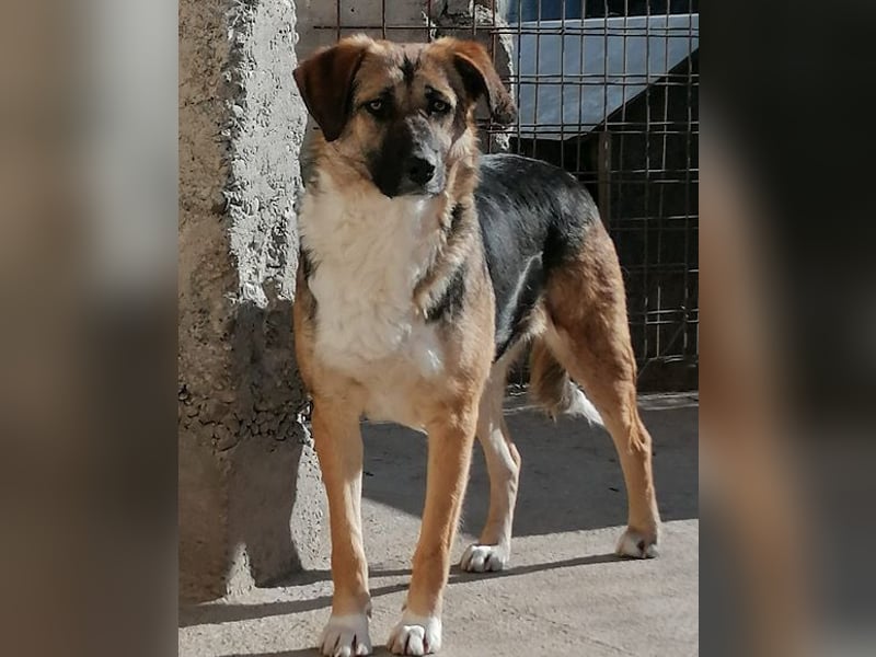 KORA❤️sanfte Seele sucht sehnsüchtig ein liebevolles Zuhause & Geborgenheit