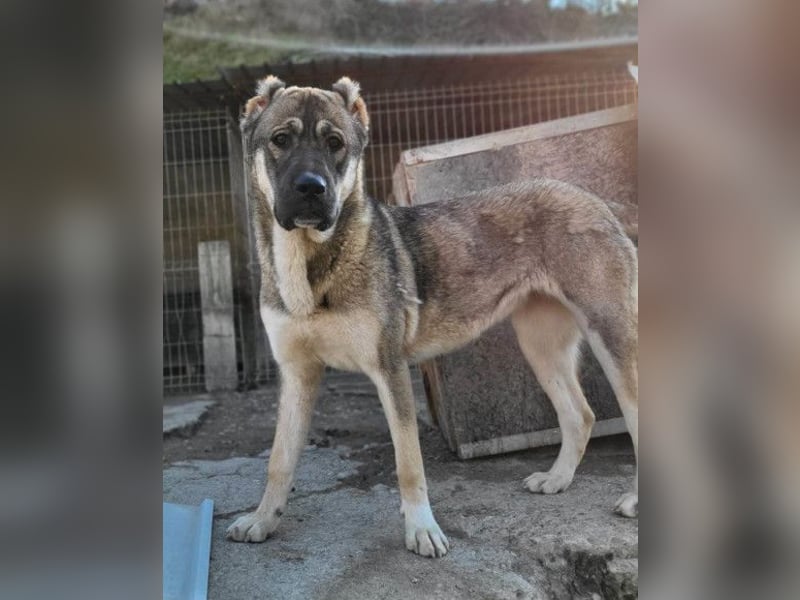 LOTTIE❤️HSH-Mix-Hündin: eine wahre Frohnatur und treue Begleiterin