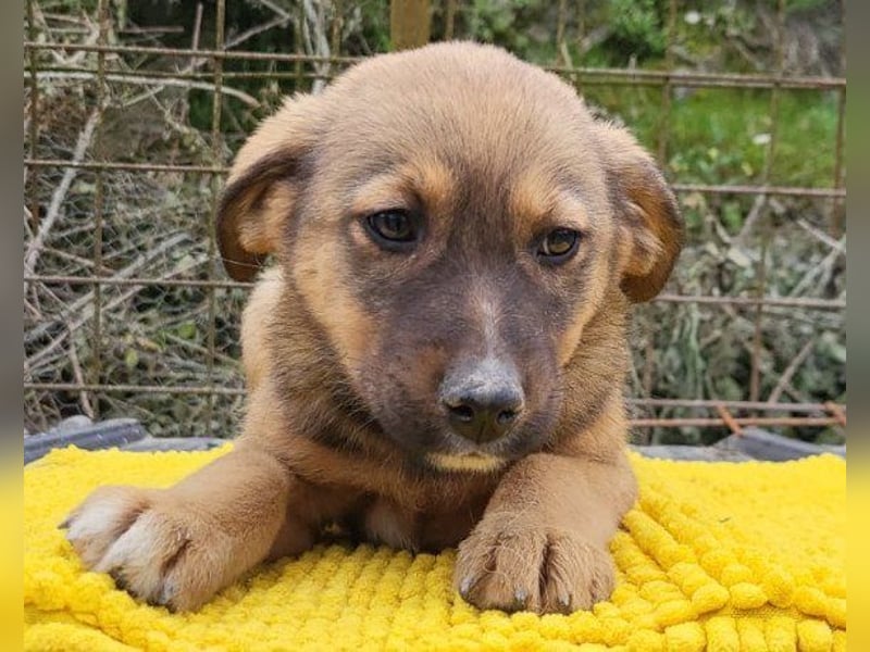 ♥Fina♥ süßes Welpenherz sucht ihr Zuhause