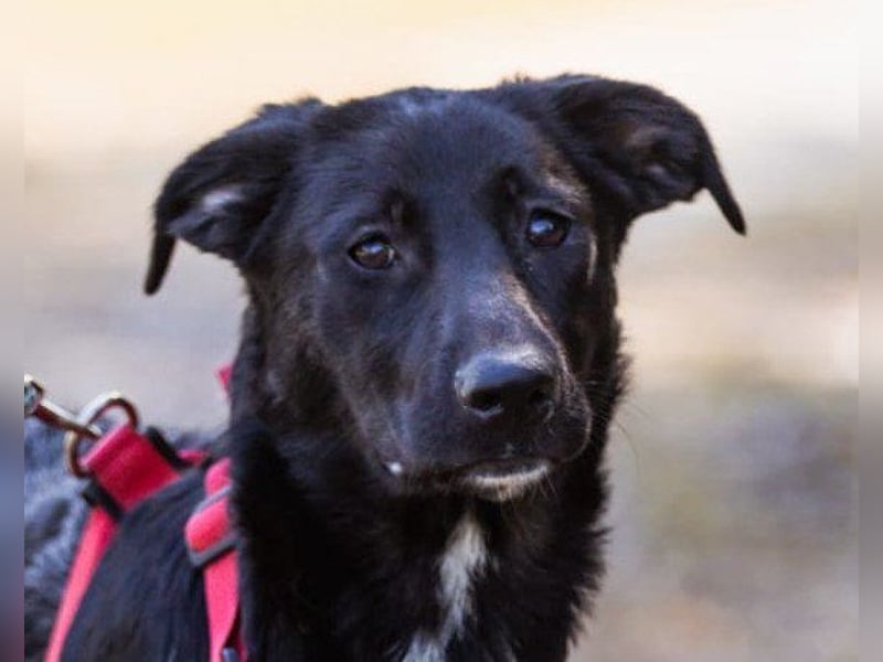 Große ♥ Dora ♥ großer Fellschatz auf 4 Pfoten