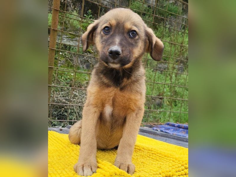♥Fina♥ süßes Welpenherz sucht ihr Zuhause