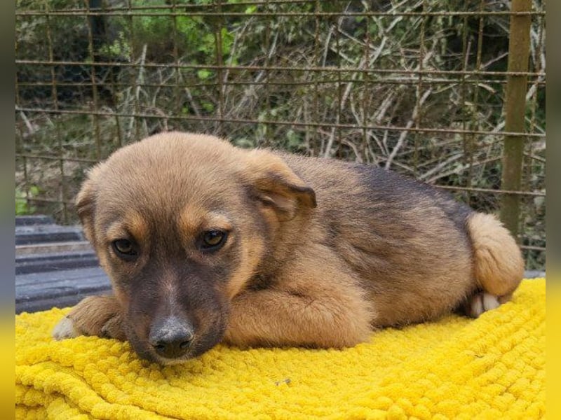 ♥Fina♥ süßes Welpenherz sucht ihr Zuhause
