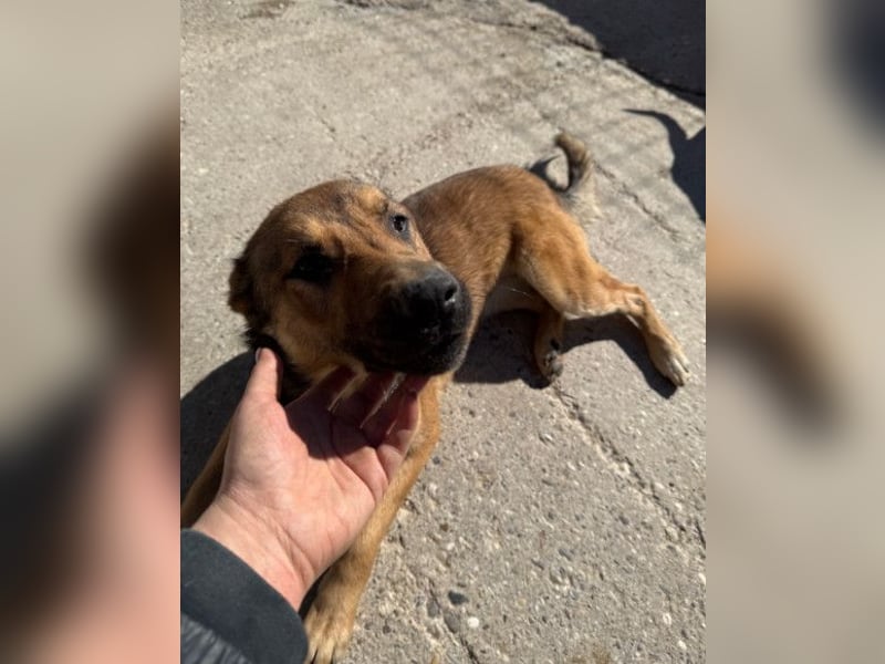 CHIARA❤️charmant, sozial, offenherzig und sucht dringend ihr Für-Immer-Nest