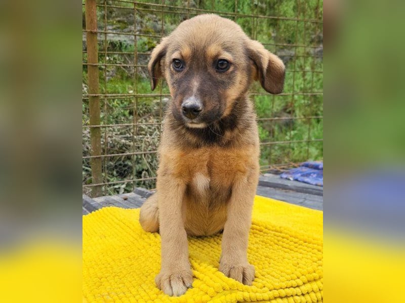♥Fina♥ süßes Welpenherz sucht ihr Zuhause