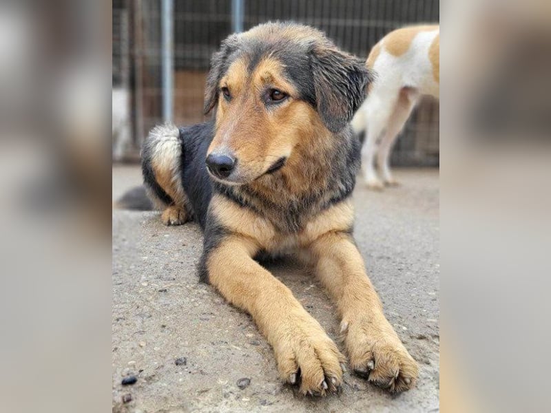 Zuckerschnute Savannah: ist reisefertig