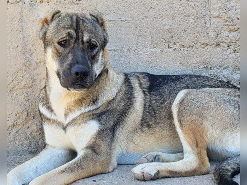LOTTIE❤️HSH-Mix-Hündin: eine wahre Frohnatur und treue Begleiterin