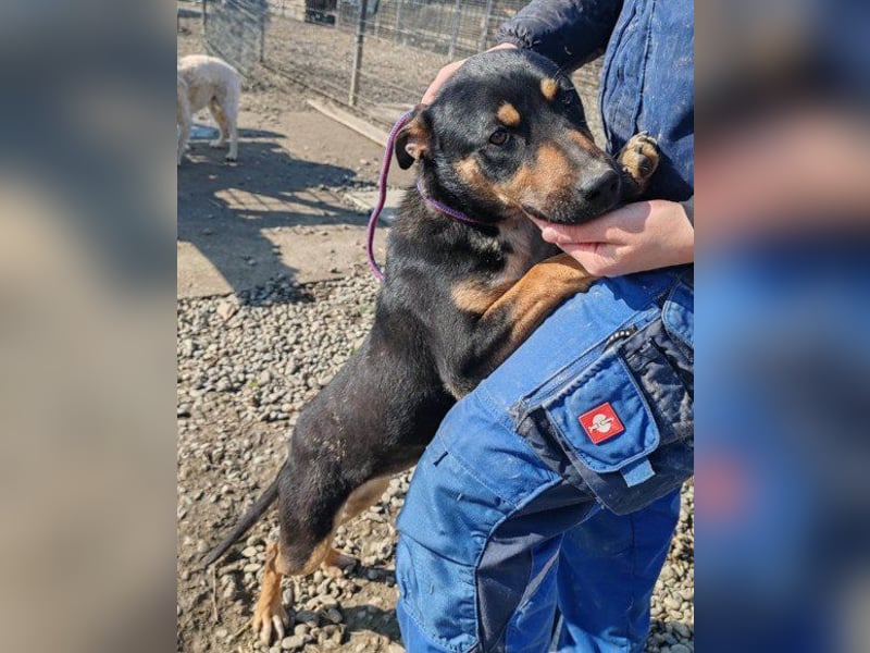 Süße ♥Stella♥ treuer Schatz auf 4 Pfoten