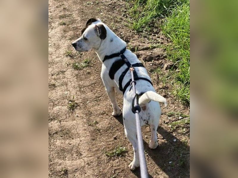 Kleine ♥ Abbie ♥ Schmusemaus wartet bereits in 63820 Elsenfeld auf ihre Menschen