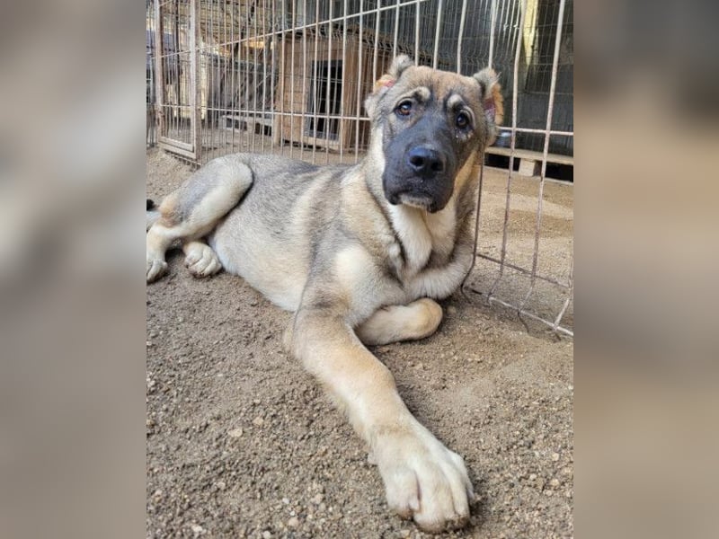 LOTTIE❤️HSH-Mix-Hündin: eine wahre Frohnatur und treue Begleiterin