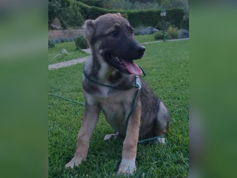 LILY❤️HSH-Mix-Hündin: eine echte Herzensbrecherin & sanfte Seele
