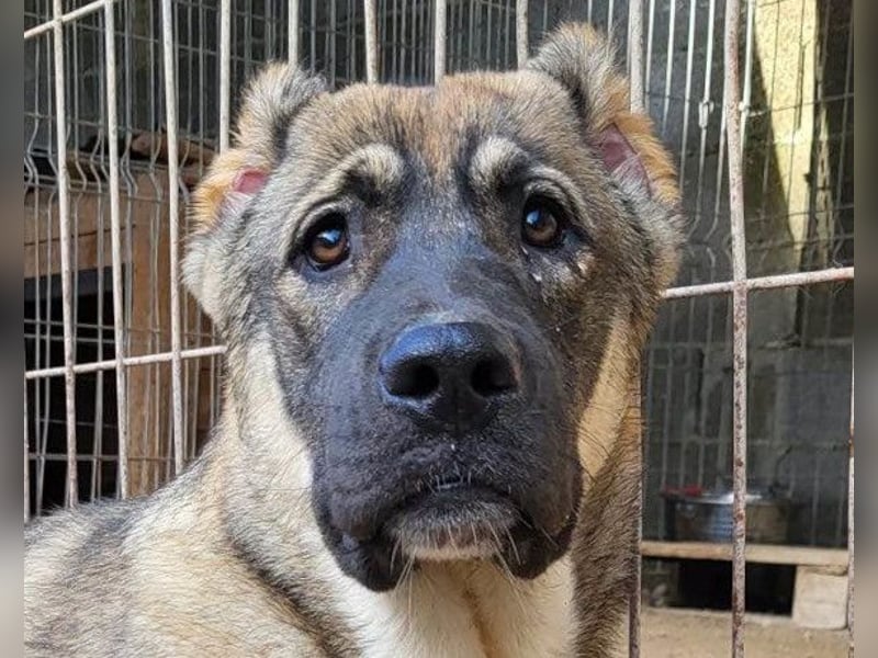 LOTTIE❤️HSH-Mix-Hündin: eine wahre Frohnatur und treue Begleiterin