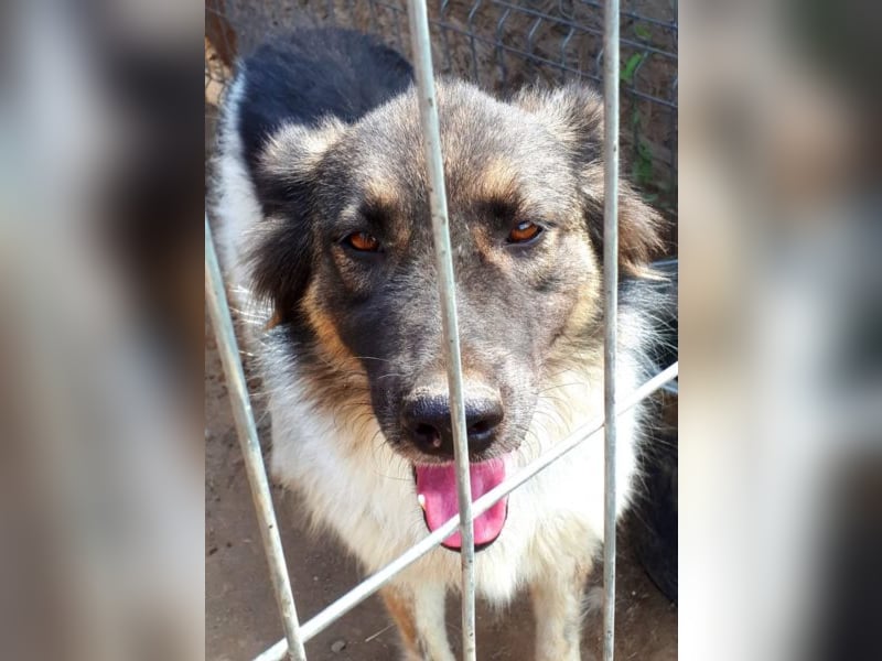 Joy - sie sitzt viel zu lange hinter Gittern!!! 