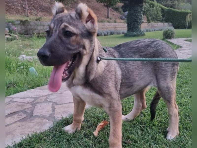 LOTTIE❤️HSH-Mix-Hündin: eine wahre Frohnatur und treue Begleiterin
