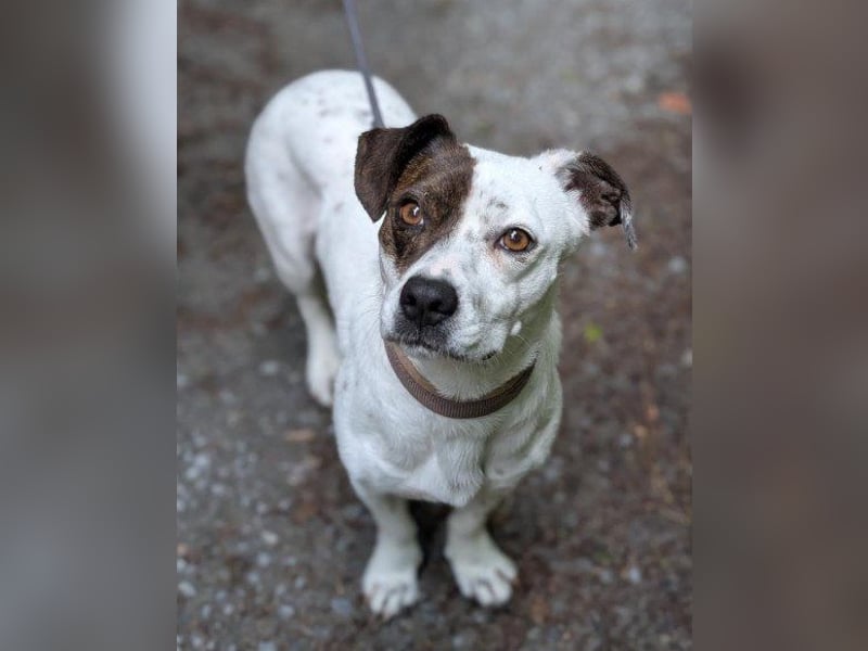 Kleine ♥ Abbie ♥ Schmusemaus wartet bereits in 63820 Elsenfeld auf ihre Menschen