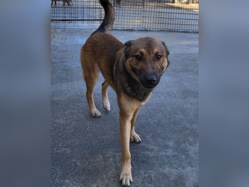 CHIARA❤️charmant, sozial, offenherzig und sucht dringend ihr Für-Immer-Nest