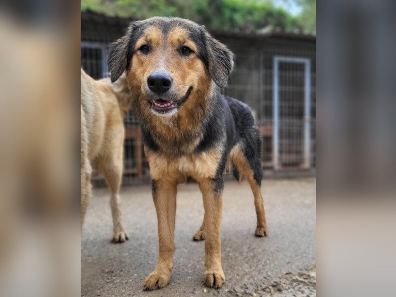 Zuckerschnute Savannah: ist reisefertig