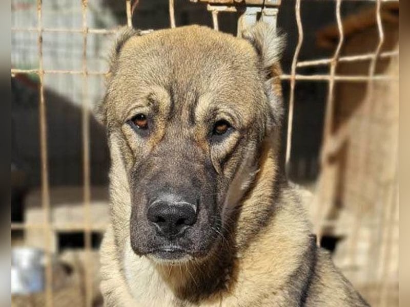 LOTTIE❤️HSH-Mix-Hündin: eine wahre Frohnatur und treue Begleiterin