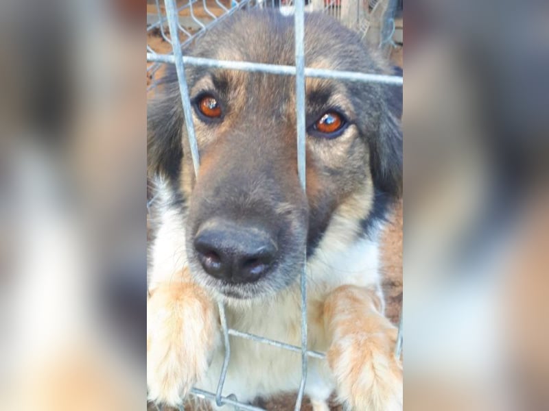 Joy - sie sitzt viel zu lange hinter Gittern!!! 