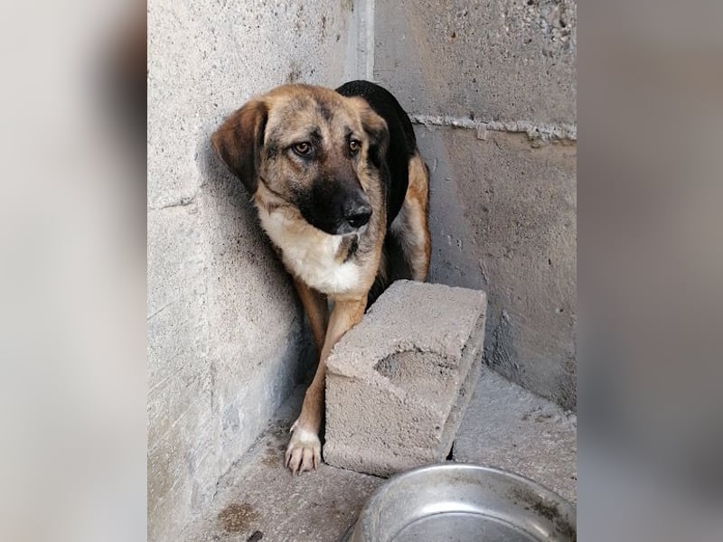 KORA❤️sanfte Seele sucht sehnsüchtig ein liebevolles Zuhause & Geborgenheit