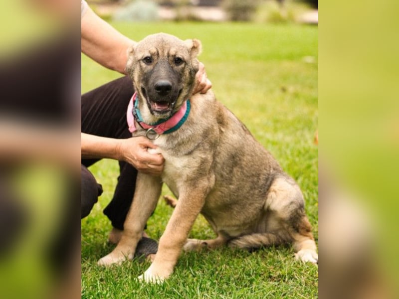 LOTTIE❤️HSH-Mix-Hündin: eine wahre Frohnatur und treue Begleiterin