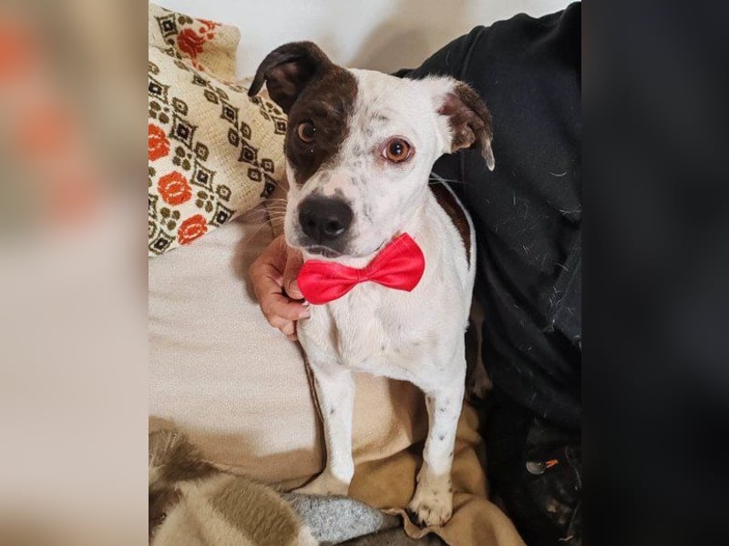 Kleine ♥ Abbie ♥ Schmusemaus wartet bereits in 63820 Elsenfeld auf ihre Menschen