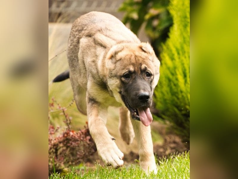 LILY❤️HSH-Mix-Hündin: eine echte Herzensbrecherin & sanfte Seele