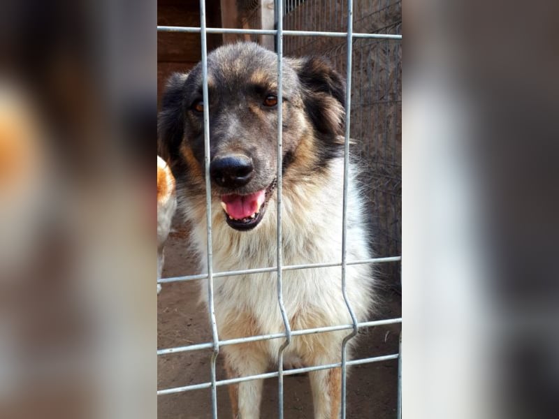Joy - sie sitzt viel zu lange hinter Gittern!!! 
