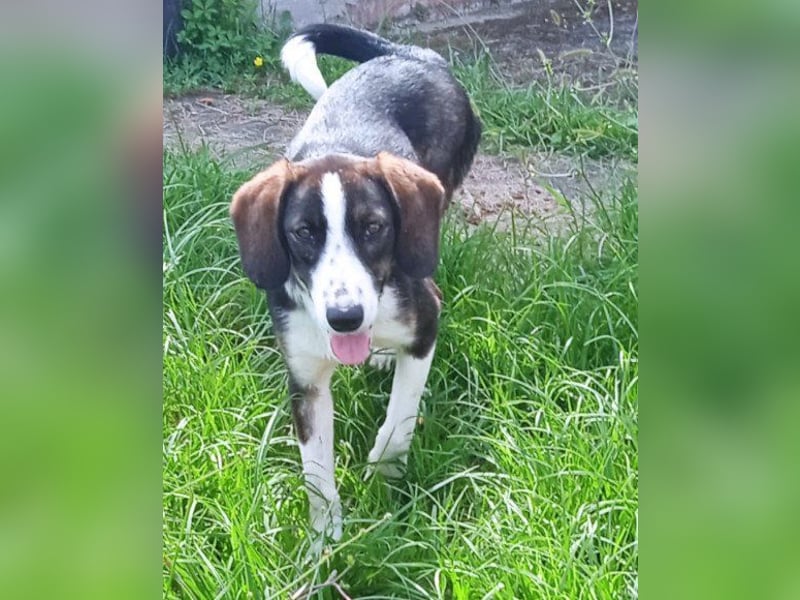 Liebe ♥Linda♥ ein besonderer Fellschatz