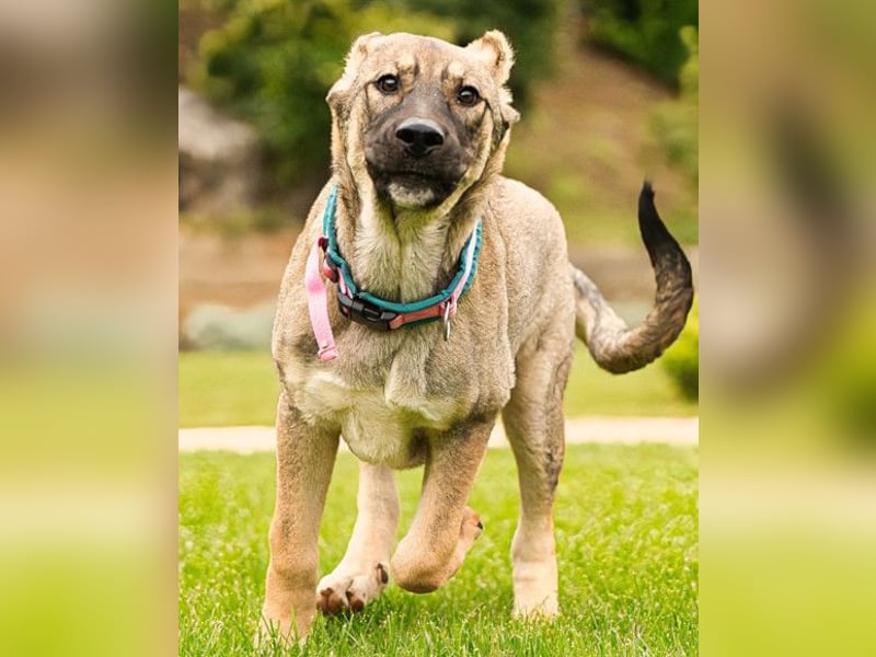 LOTTIE❤️HSH-Mix-Hündin: eine wahre Frohnatur und treue Begleiterin