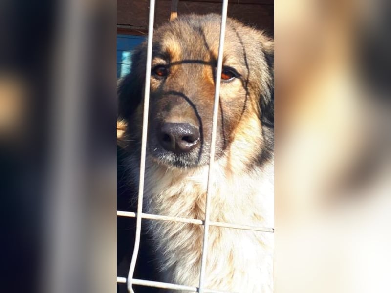 Joy - sie sitzt viel zu lange hinter Gittern!!! 