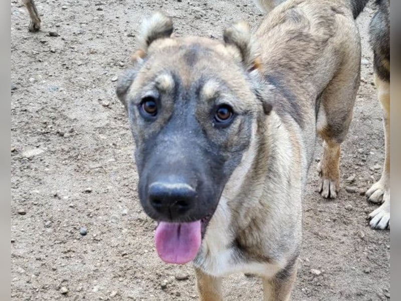 LILY❤️HSH-Mix-Hündin: eine echte Herzensbrecherin & sanfte Seele