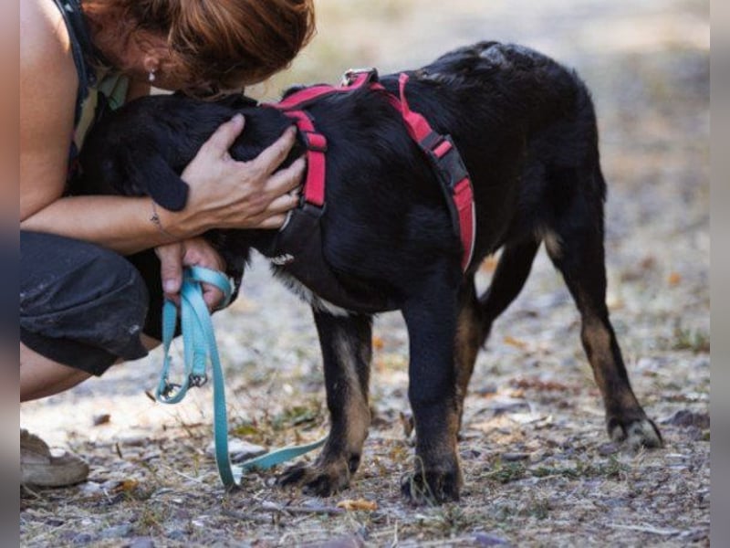 Große ♥ Dora ♥ großer Fellschatz auf 4 Pfoten