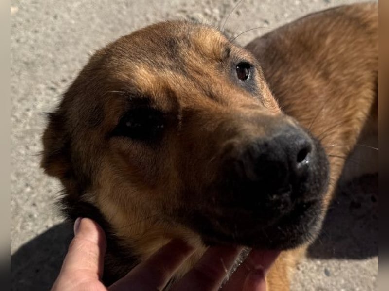 CHIARA❤️charmant, sozial, offenherzig und sucht dringend ihr Für-Immer-Nest
