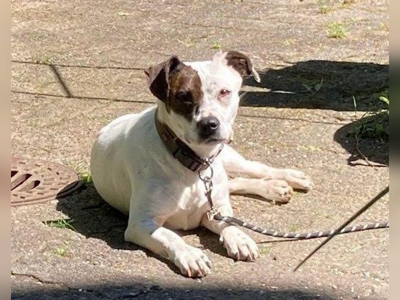 Kleine ♥ Abbie ♥ Schmusemaus wartet bereits in 63820 Elsenfeld auf ihre Menschen