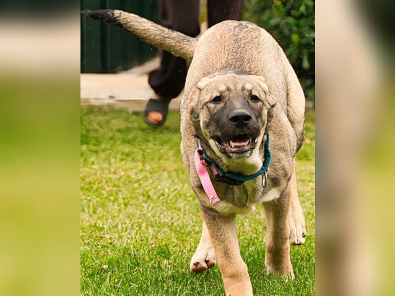 LOTTIE❤️HSH-Mix-Hündin: eine wahre Frohnatur und treue Begleiterin