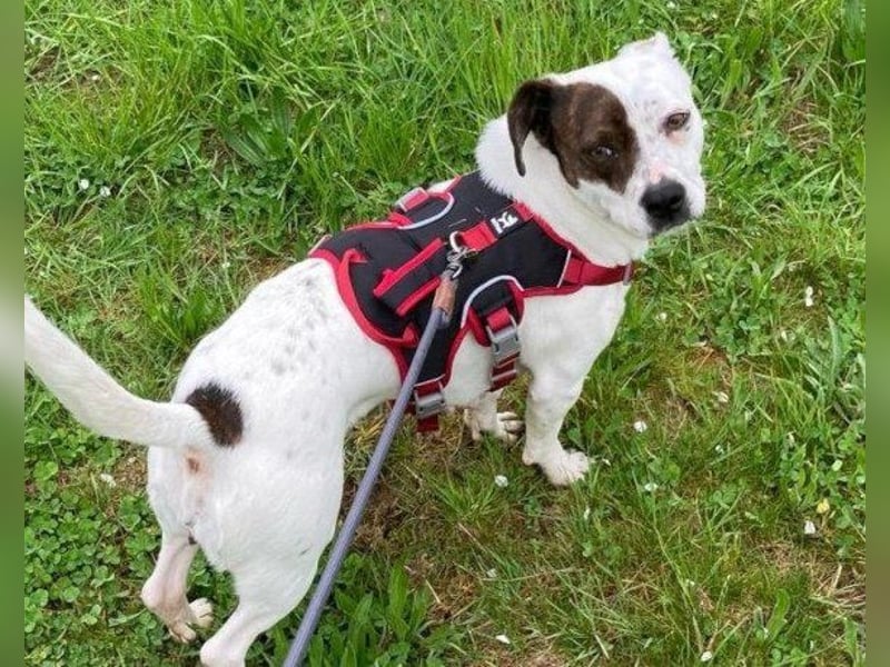 Kleine ♥ Abbie ♥ Schmusemaus wartet bereits in 63820 Elsenfeld auf ihre Menschen