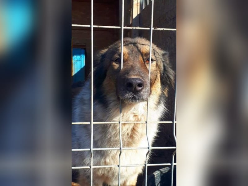 Joy - sie sitzt viel zu lange hinter Gittern!!! 
