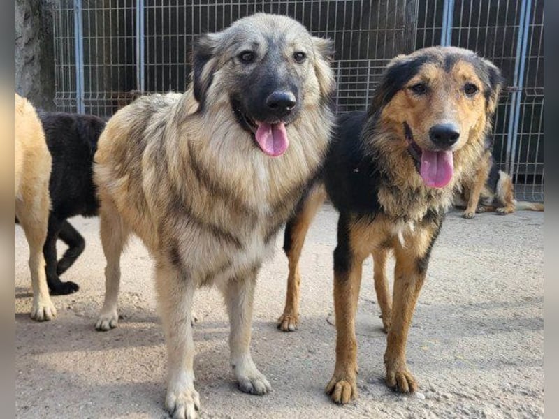 Zuckerschnute Savannah: ist reisefertig