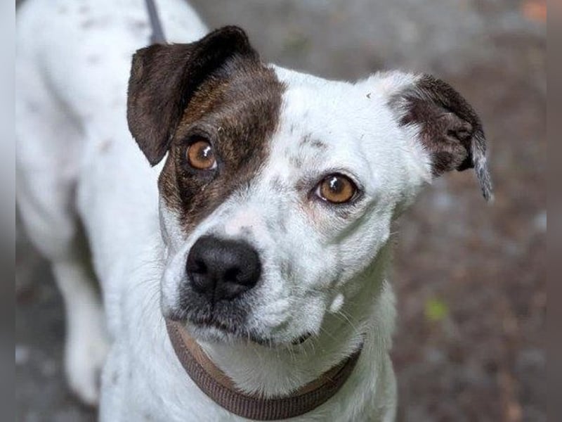 Kleine ♥ Abbie ♥ Schmusemaus wartet bereits in 63820 Elsenfeld auf ihre Menschen
