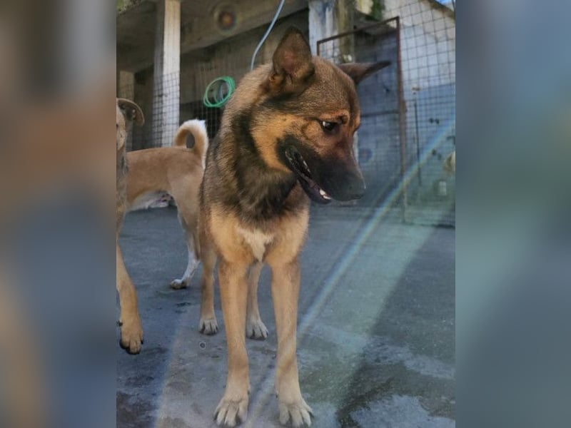 CHIARA❤️charmant, sozial, offenherzig und sucht dringend ihr Für-Immer-Nest